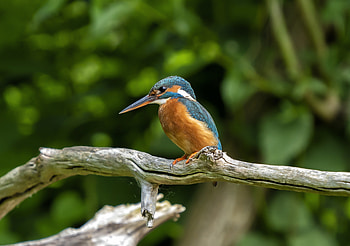 Wildlife, bird, kingfisher HD wallpaper