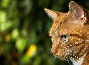 Cat, kitten, animal, purr HD wallpaper