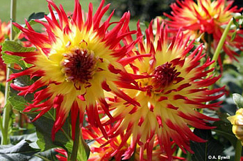 Lovely Dahlias, closeup, nature, flowers, dahlias HD wallpaper