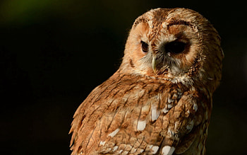 Animals, Owl, Bird, Gray Owl, Grey Obscure HD wallpaper