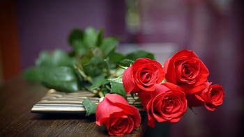 red rose HD wallpaper