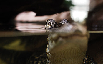 Animals, Eyes, Lizard, Swim, To Swim HD wallpaper