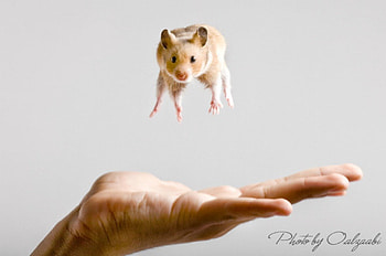 Mice hip hop, hop, fun, mice, rodent, hand HD wallpaper