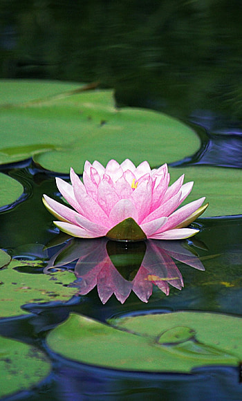 Nature, water lily HD phone wallpaper