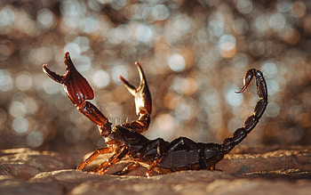 Scorpion, Dangerous desert inhabitant, African wilderness, Monitor lizard HD wallpaper