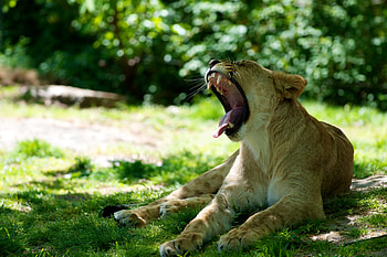 Animals, Lioness, To Fall, Mouth, Protruding Tongue, Tongue Stuck Out HD wallpaper