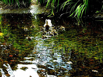 Family Gathering, ducks, hedges, water, pond HD wallpaper