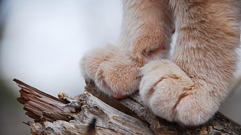 Paws, pisica, fur, wood, skin, cat, paw HD wallpaper