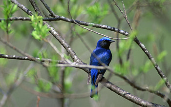 Animals, Bird, Branches, Branch HD wallpaper
