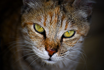 Fur, muzzle, cat, pet, close up HD wallpaper