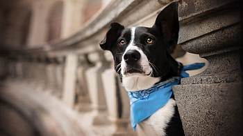 Animal Dog HD wallpaper