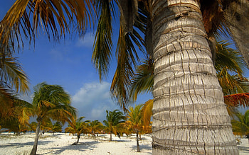 Landscape, Palms HD wallpaper