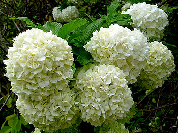 hydrangea, white, garden, nature, flowers, beauty HD wallpaper