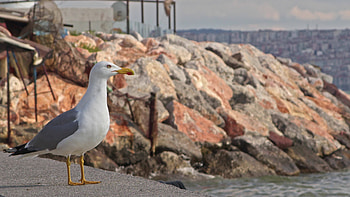 Seagull, Stock Video, Footage HD wallpaper