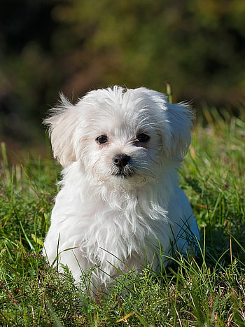 Maltese, Puppies HD phone wallpaper