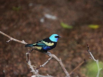 Beautiful Bird, colors, beautiful, bird HD wallpaper