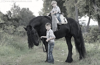 Teen Team, horses, black, friesian, dutch, holland HD wallpaper