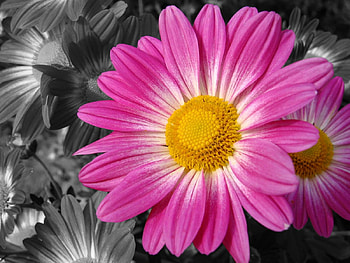 Pink flower, pink, nature, flowers, grey HD wallpaper