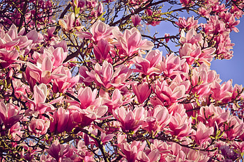 Spring blooms, Magnolia flowers, Lush landscapes, Nature's renewal HD wallpaper