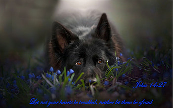 Relax, blue, dog, message, black, white, encouragement, green, flowers, soft HD wallpaper