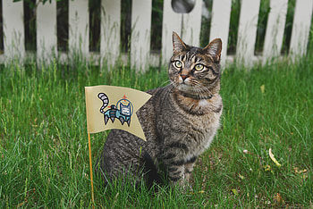 Animals, Grass, Cat, Checkbox HD wallpaper
