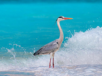 Bird in Water, cool, bird, water HD wallpaper