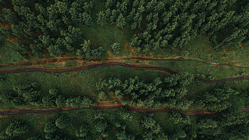 Nature, Trees, View From Above, Forest, Path, Paths HD wallpaper