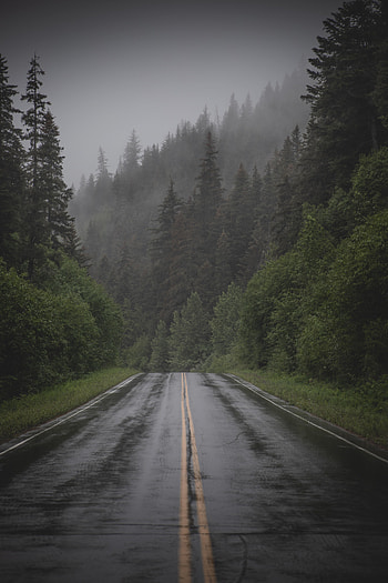 Nature, Trees, Road, Fog, Spruce, Fir, Dahl, Distance HD phone wallpaper