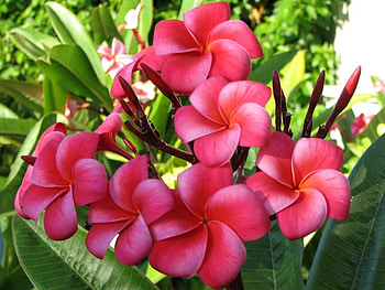 Plumeria, pink, nature, flowers HD wallpaper