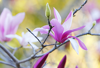 Flowers, Petals, Branch, Magnolia HD wallpaper