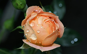Bloom Rose, rose, wet, flower, green, drops HD wallpaper