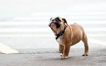 Animals, Dog, Stroll, Collar, Bulldog HD wallpaper