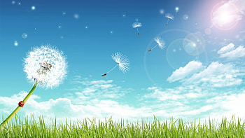 dandelion background dandelion dandelion HD wallpaper