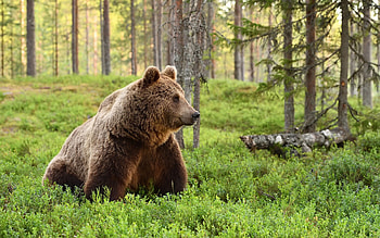Bear, animal, large, forest HD wallpaper