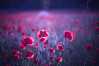 Poppy Flowers , flowers, nature HD wallpaper