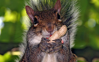 Squirrel, Park, Autumn, Forest HD wallpaper