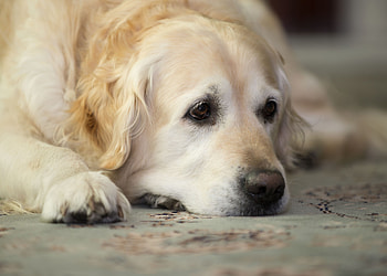 Animals, To Lie Down, Lie, Dog, Muzzle, Sadness, Nice, Sweetheart, Golden Retriever, Sorrow HD wallpaper