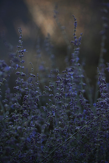Flowers, Grass, Twilight, Dusk, Lavender, Wildflowers HD phone wallpaper