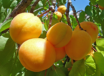 Fruits, Food, Branch, Ripe, Harvest, Apricots HD wallpaper