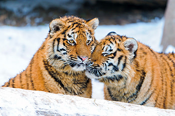 Animals, Predators, Couple, Pair, Tenderness, Tiger Cubs HD wallpaper