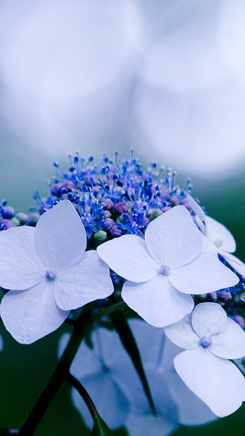 Blue Flowers, Beautiful, Blue, Flowers HD phone wallpaper
