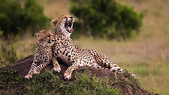 Night heaven, Masai Mara Safari HD wallpaper