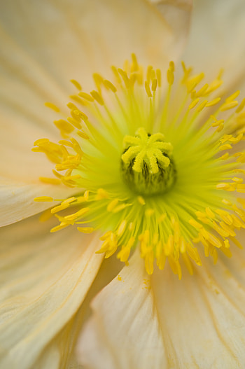 Flower, Macro, Close-Up, Pollen, Pestle HD phone wallpaper