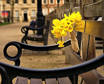 Forgotton Flowers, bench, flowers, , yellow HD wallpaper