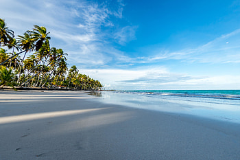 Seashore, beach, sunny day, palms HD wallpaper
