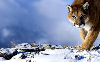 Animals, Snow, Puma, Predator, Big Cat, Hunting, Hunt, Trick, Cunning HD wallpaper
