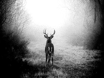 sublime, bw, nature, graphy, deer HD wallpaper
