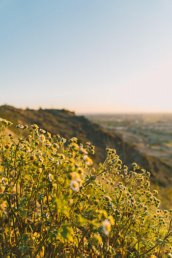 Nature, Flowers, Grass, Field, Slope HD phone wallpaper