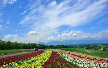 Landscape, Nature, Fields HD wallpaper
