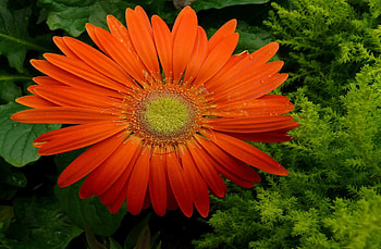 Flowers, Drops, Flower, Petals, Close-Up, Freshness, Gerbera HD wallpaper